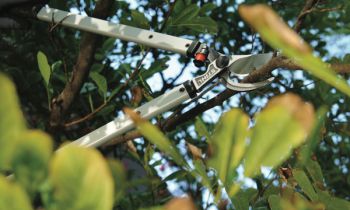 CroppedImage350210-Stihl-Loppers-22.jpg